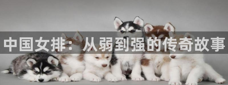 袋鼠看球直播：中国女排：从弱到强的传奇故事